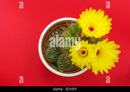 Eingemachte Kaktus mit gelben Blumen auf rotem Grund Stockfoto