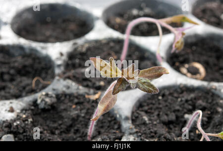 Sämling-Topf Tomaten im Gewächshaus Stockfoto