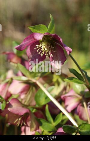 Dunkel rosa rote Nieswurz Blumen in der Februar-Sonne Stockfoto