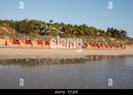 Die 4 km hin-und Rückfahrt Sonnenuntergang Kamel reiten am Cable Beach in Broome, einer Küstenstadt, Perlentauchen und touristischen Stadt in der Kimberley-Region, wir Stockfoto