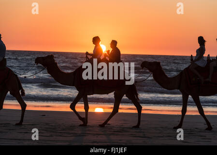 Touristen auf gesattelten Kamelen auf der 4 km hin-und Rückfahrt Sonnenuntergang Kamel reiten zu fahren, als die Sonne am Cable Beach in Broome, ein Coas untergeht Stockfoto