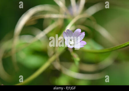 Breitblättrigen Weidenröschen (Epilobium Montanum). Eine Nahaufnahme von einer rosa Blume eine große Pflanze in der Familie Onagraceae Stockfoto