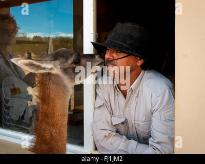 Gaucho, argentinischen Cowboy und seinem Lama auf dem Bauernhof in der Nähe von Puerto Madryn Stockfoto