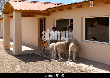 Gaucho, argentinischen Cowboy, mit der ihre Tiere auf dem Bauernhof in der Nähe von Puerto Madryn Stockfoto