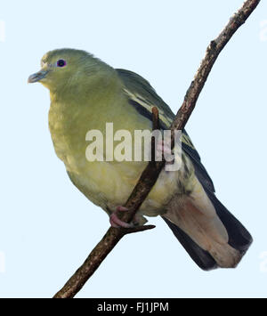 Rosa-Necked grüne Taube (Treron Vernans) Stockfoto