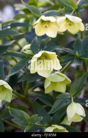 Helleborus X hybridus "Gelbe Dame" Blumen im Winter. Stockfoto