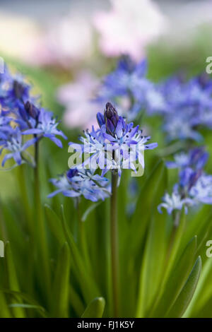 Scilla Reverchonii Blumen. Stockfoto