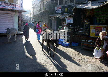 Heilige Kuh in einer Straße von Pushkar, Indien Stockfoto