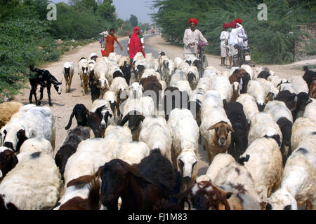 Hirten mit ihrer Herde nach Hause, Rajasthan, Indien Stockfoto