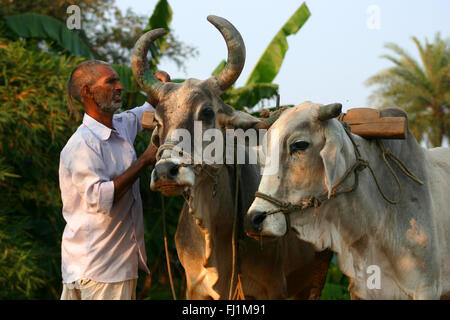 Bauer mit Kühen in der Landschaft von Rajasthan, Indien Stockfoto