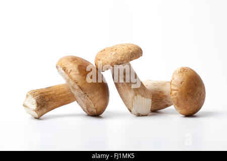 Frischen rohen Steinpilzen auf weißem Hintergrund Stockfoto