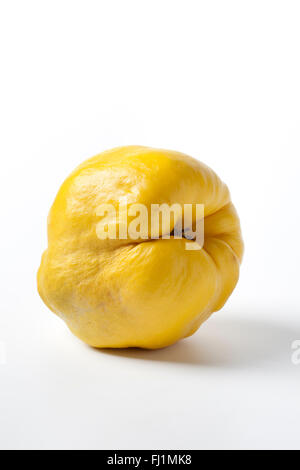Frische einzelne gelbe Quitte auf weißem Hintergrund Stockfoto