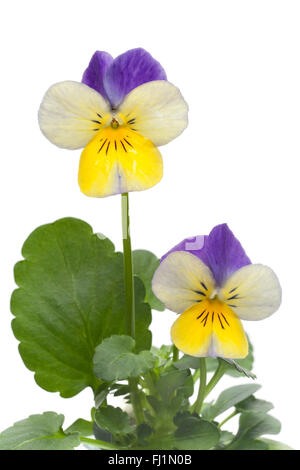 Frische Viola Cornuta Blume auf weißem Hintergrund Stockfoto