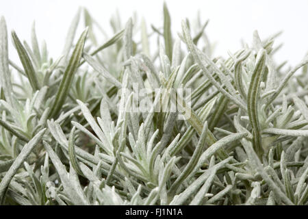 Zweige des jungen Helichrysum unsere auf weißem Hintergrund Stockfoto
