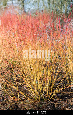 Winter-Stämme des sanguineaund Cornus 'Midwinter Fire'. Stockfoto