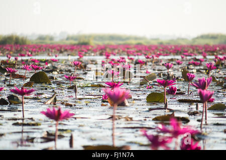 Meer von roten Lotus, Marsh Red Lotus Meer von roten Lotus Thailand Stockfoto