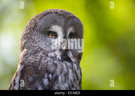 Nahaufnahme von einem Waldkauz (Strix Aluco) im Wald Stockfoto