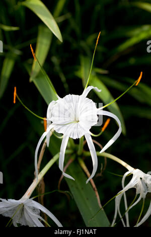 Spider Lily, Hymenocallis littoralis Stockfoto