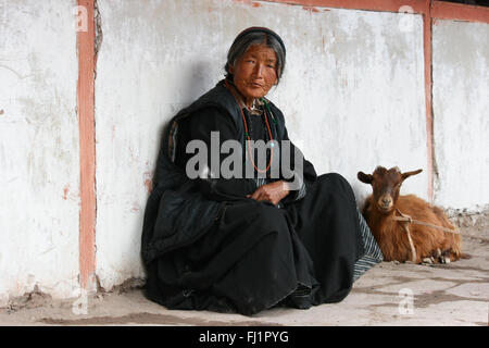 Frau mit Ziege in Hemis Kloster, Ladakh, Indien Stockfoto