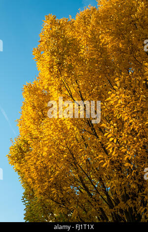 Elm mit gelbem Laub im Herbst färben mit blauem Himmel Stockfoto