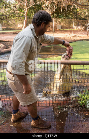 David Tapper, einer der drei Krokodil keepers ein Salzwasser männlichen Krokodil in einem Stift angezogen, wie er Hand zieht er mit einem Huhn Stockfoto