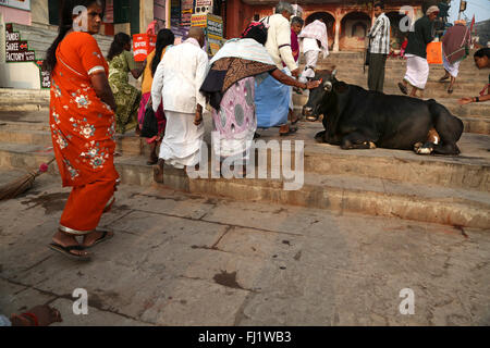 Frauen mit heiligen Kuh auf Dashashwamedh Ghat (main Ghat), Varanasi, Indien Stockfoto