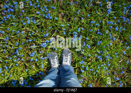 Füße stehen auf Scilla Blumen im park Stockfoto