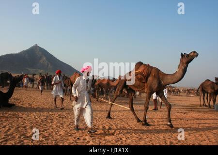 Rajasthani Kamel-Treiber auf der Mela Boden während Pushkar Mela, Indien Stockfoto