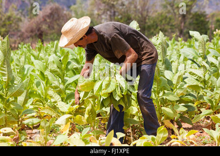 Tägliches Leben in Kuba - Tabakblätter pflücken im Vinales-Tal, der Provinz Pinar del Rio, Kuba, Westindien, Karibik, Mittelamerika Stockfoto