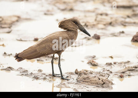 Hamerkop (Scopus Umbretta) im flachen Wasser auf Nahrungssuche. Stockfoto