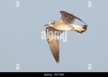 Lachende Möve Stockfoto