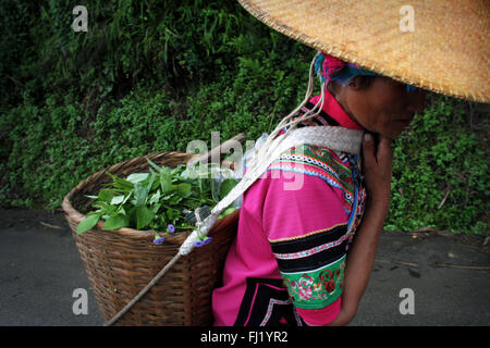 Frau in die Felder mit Korb und konischen Hut, Yuanyang, Guizhou, China Stockfoto