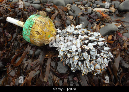 Gemeinsamen Gans Entenmuscheln Lepas Anatifera an Fischen Boje USA, Strand Strandline Kimmeridge Dorset UK Stockfoto