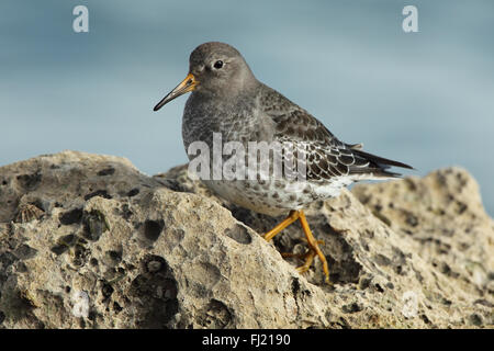 Lila Strandläufer Calidris Maritima, am felsigen Ufer, Sandbänke Poole Dorset UK Februar Stockfoto