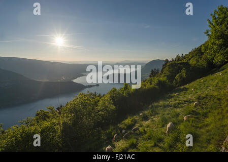 Schafbeweidung auf dem Col De La Forclaz Berg pass über den Lac d ' Annecy in der warmen Sonne, Savoie, Frankreich Stockfoto