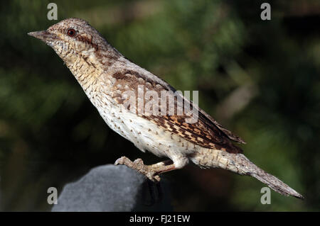 Eurasischer Wryneck, Jynx torquilla, sitzend auf Ast Stockfoto