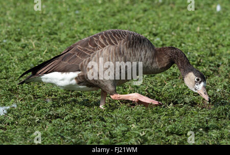 Hybrid Goose, Hybrid Tiere, Hybrid Vogel, Kreuzung Greylag Gans und Kanada Gans Stockfoto