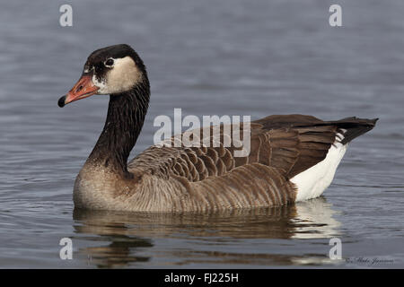 Hybrid Goose, Hybrid Tiere, Hybrid Vogel, Kreuzung Greylag Gans und Kanada Gans Stockfoto