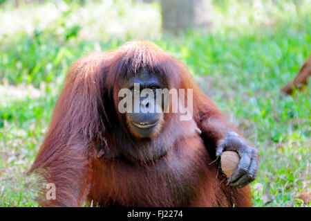 Orang-Utan in Sabah, Borneo, Malaysia. Stockfoto