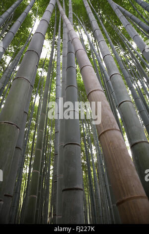 Sagano Bambus Wald ist in Arashiyama, einem Stadtteil am westlichen Stadtrand von Kyoto. Es ist eine der erstaunlichsten natürlichen Standorten in Japan. Stockfoto