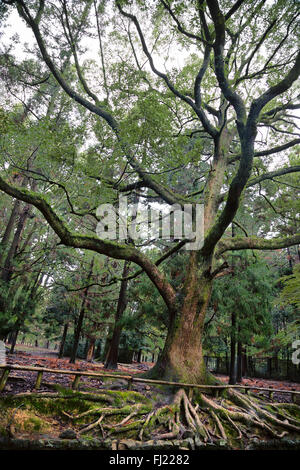 Riesig und alten Baum in Tokio, Japan. Stockfoto