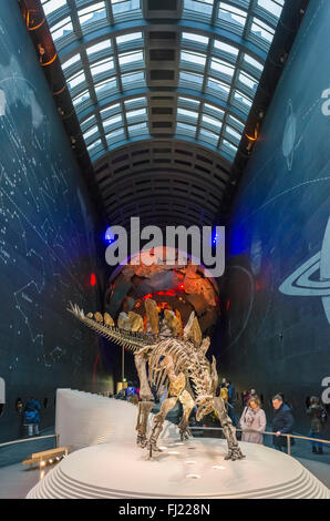 Stegosaurus Fossil Skelett in der Erde-Halle am Eingang der Exhibition Road, Natural History Museum, South Kensington, London, UK Stockfoto