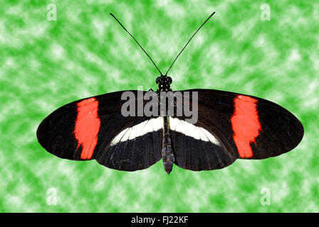 Crimson-gepatcht Longwing Schmetterling Stockfoto