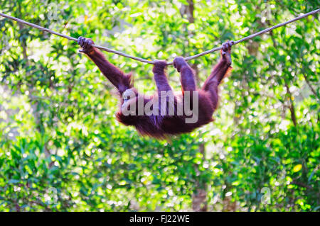 Schwingende Orang-Utan an einem Seil in Sabah, Borneo, Malaysia. Stockfoto