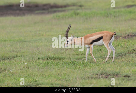 Männliche Thomson es Gazelle (Gazella Rufifrons), Ngorongoro Crater Stockfoto