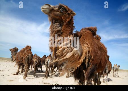 Mongolei wilde Kamele Stockfoto