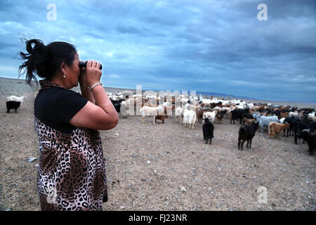 Nomad Frau an ihrem Vieh auf der Suche mit dem Fernglas durch Sonnenuntergang in der Wüste Gobi, Mongolei Stockfoto