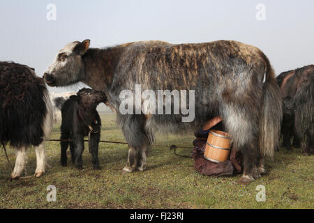 Melken Yaks bei Nomaden in der Mongolei Stockfoto