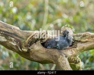 Einzelne graue Eichhörnchen (Sciurus Carolinensis) Nahrungssuche in natürlichen Wäldern ländlicher Umgebung. 'Suche in ein Holzscheit' Stockfoto