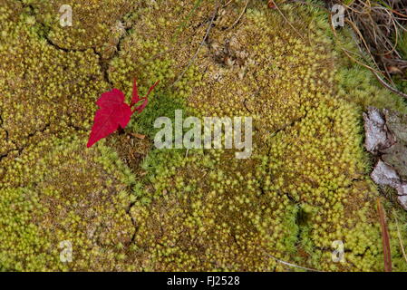 Kleine rote Blatt auf Moos auf Waldboden während des Spätsommers in Holland, Michigan, Vereinigte Staaten Stockfoto